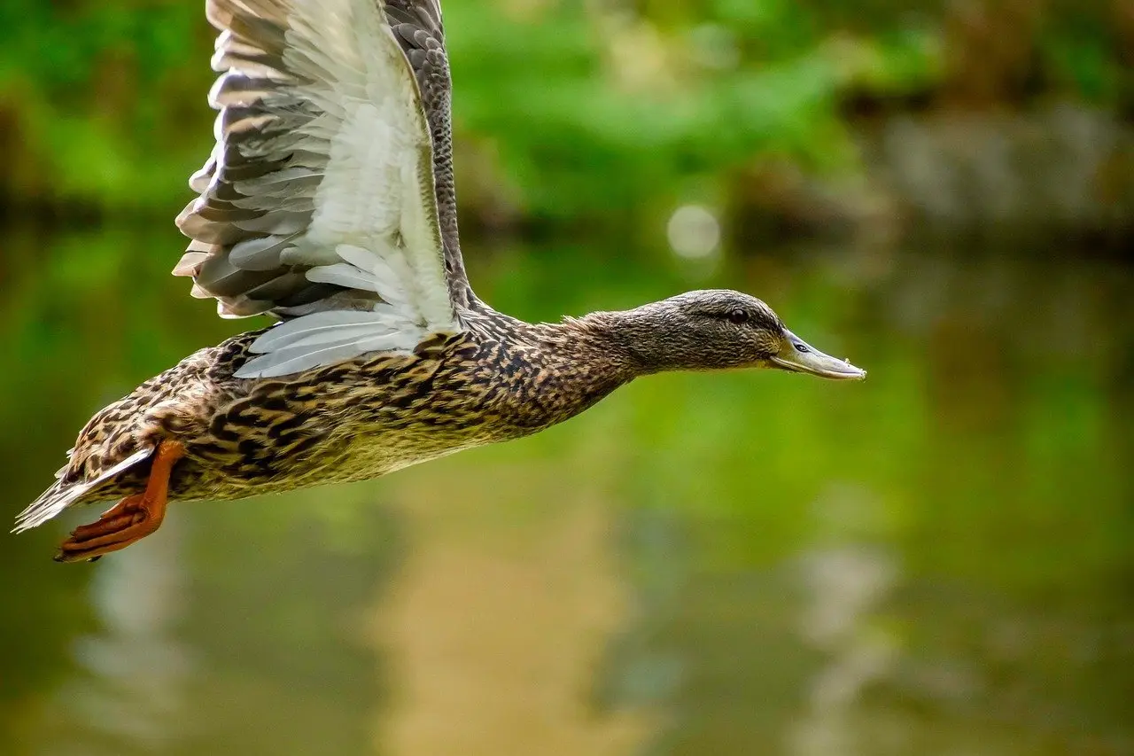 Frue i Krydsord Guide