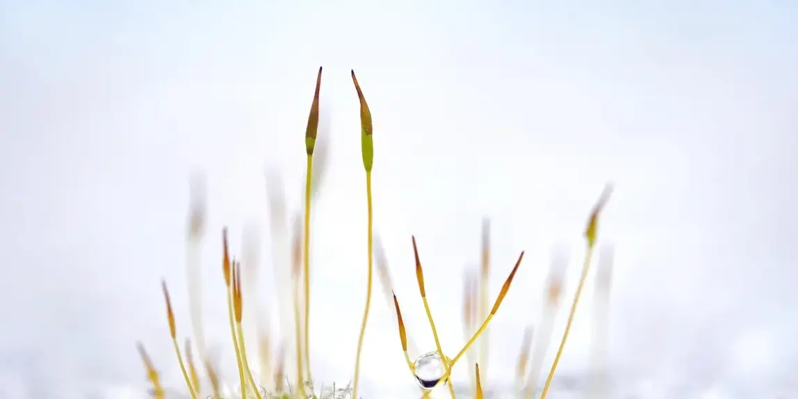 7 isskrabere til bilen som ikke ridser ruden