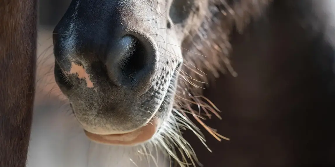 7 vinterrideture på islandske heste i Jylland du kan give ham i gave