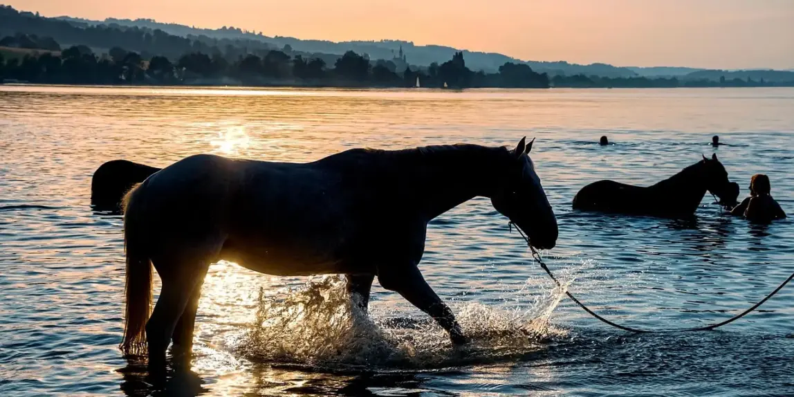 Hvilke svømmebriller dugger mindst i åbent vand?