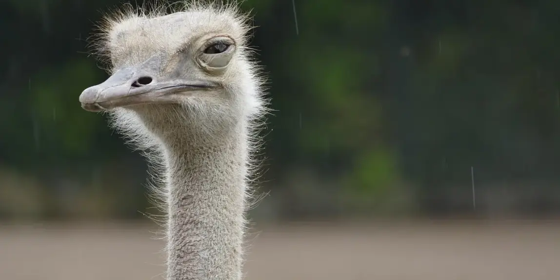 Hvilken rejsehovedpude støtter nakken bedst på flyrejsen?