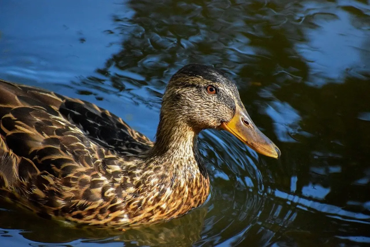 Hvis - Hjælp til krydsord