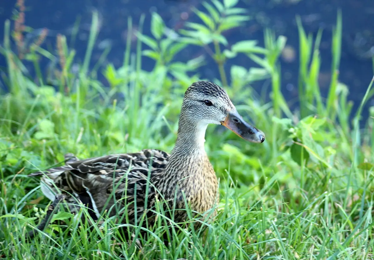 Krydsord Synonymer: Ligefrem