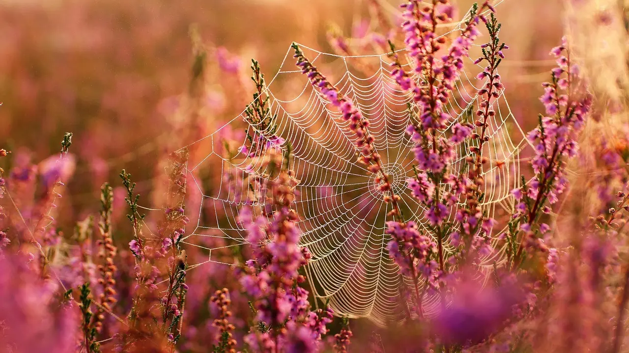 Se svar til Klokkelyng Krydsord
