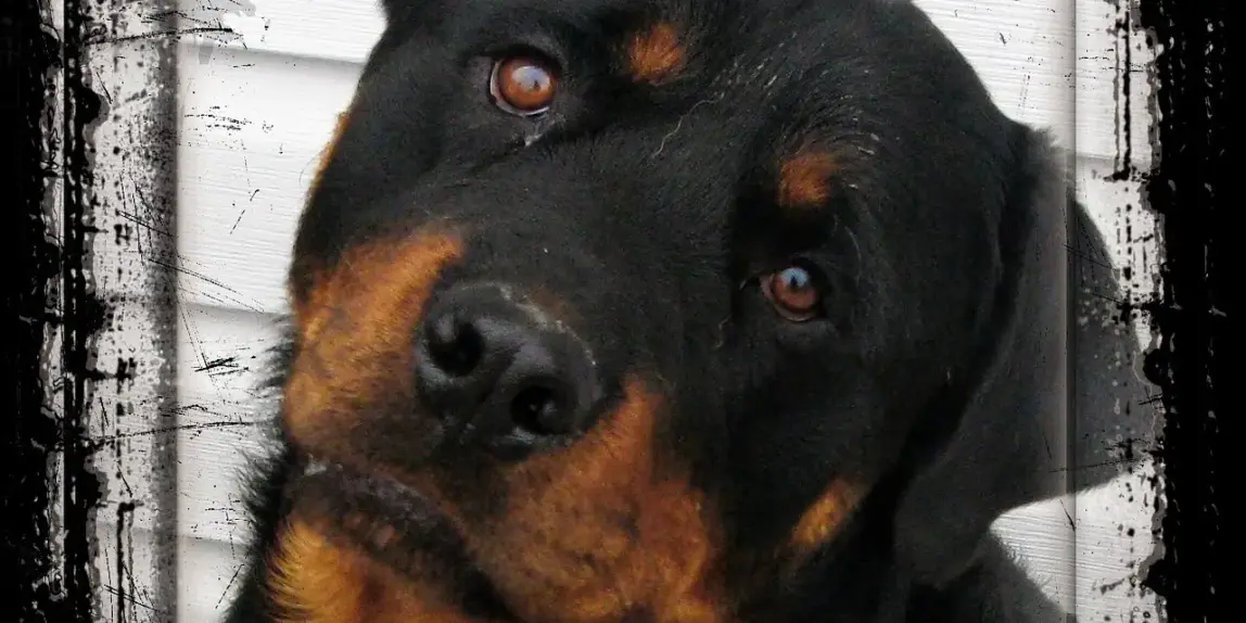 Skal han have en digital fotoramme med iCloud-integration?