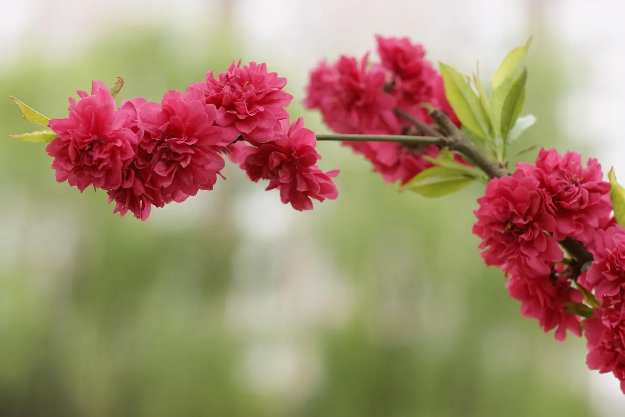 Telefonnummer 24783704 – Sikker at besvare?