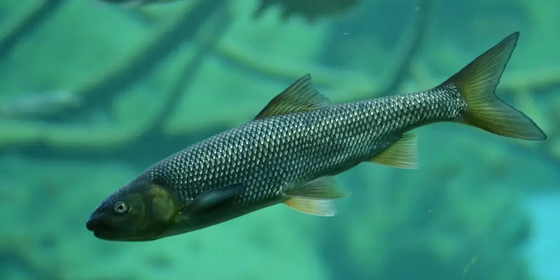 Vælg det rigtige landingsnet til put-and-take-fiskeri